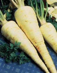 Petr�len z�hradn�, Halblange, 1g