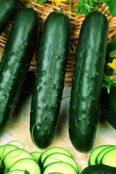 Uhorky �al�tov� Edona F1