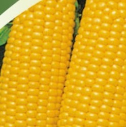 BL Kukurica siata lah�dkov� super sladk� Strongstar F1, 20 g (cca 100 semien)