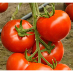 Raj�iak kol�kov�, Monaline F1