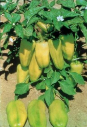 Paprika ro�n�, Pirouet F1, 10s